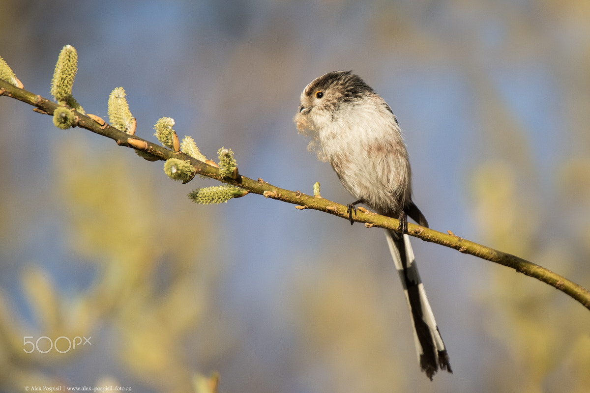 Canon EOS 7D Mark II + Canon EF 300mm F2.8L IS USM sample photo. Long-tailed tit photography