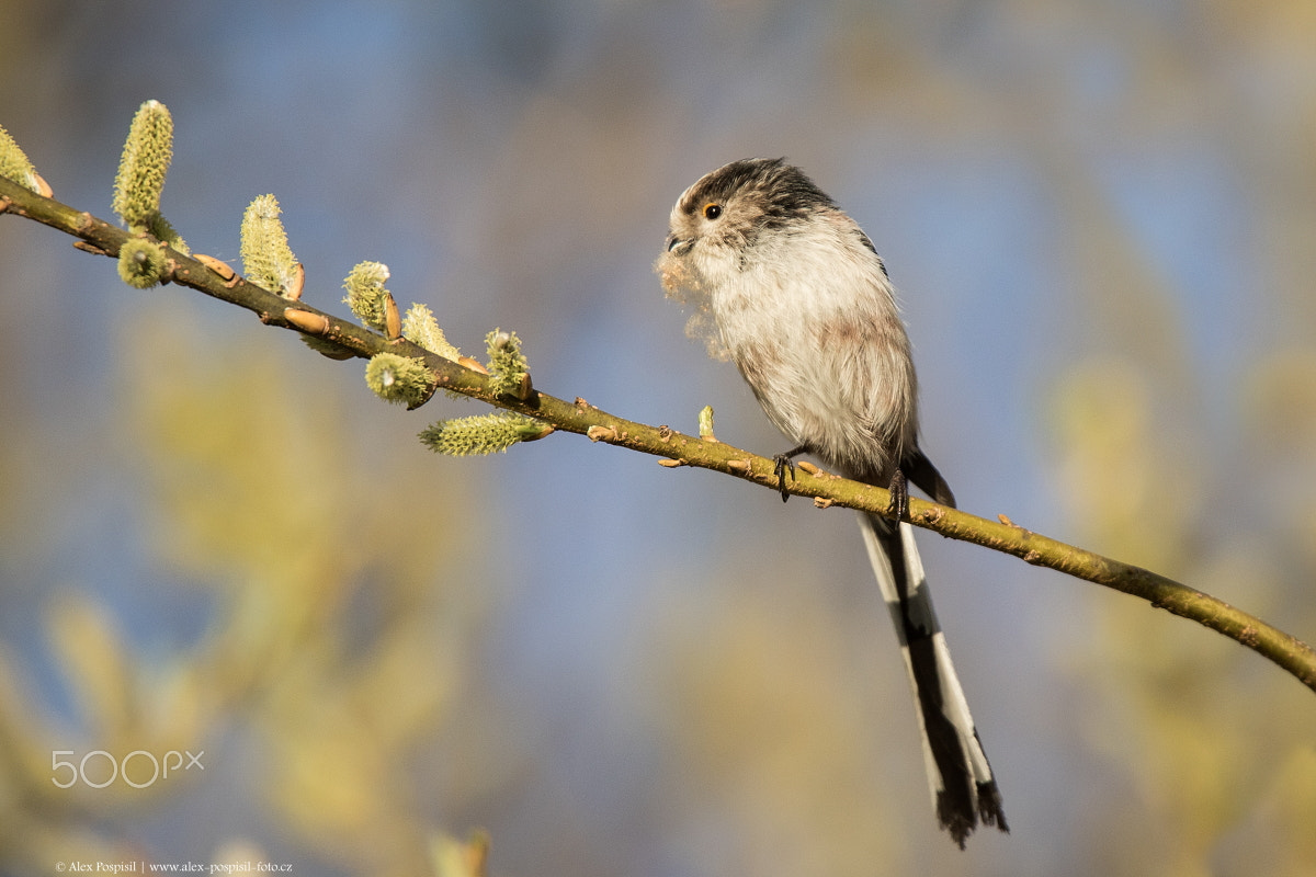 Canon EF 300mm F2.8L IS USM sample photo. Long-tailed tit photography