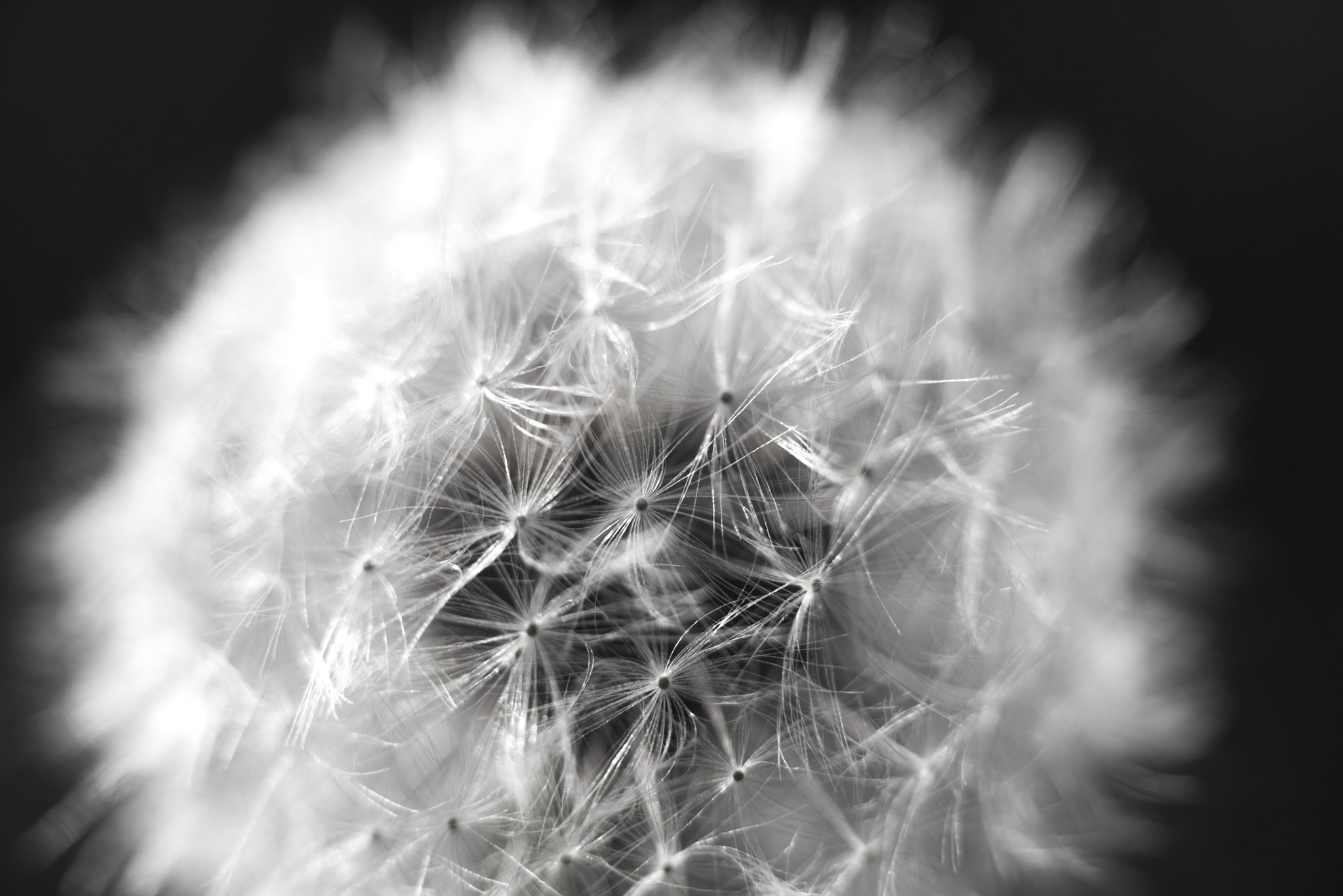 Nikon D800 + Nikon AF-S Nikkor 50mm F1.8G sample photo. Taraxacum officinale - dandelium photography