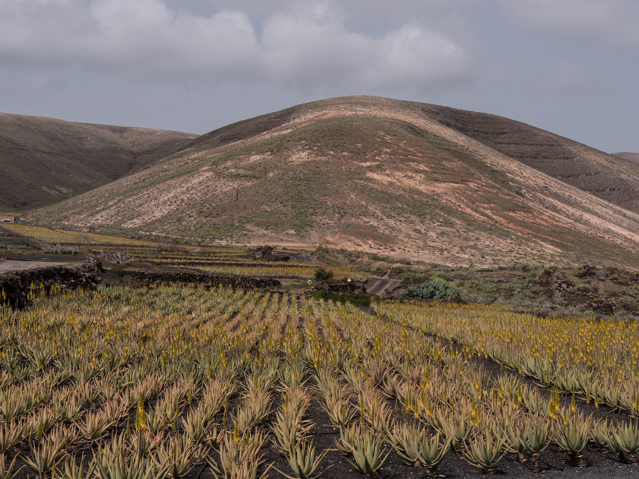 Panasonic Lumix DMC-GX8 sample photo. -1702_aloe farm015015.jpg photography