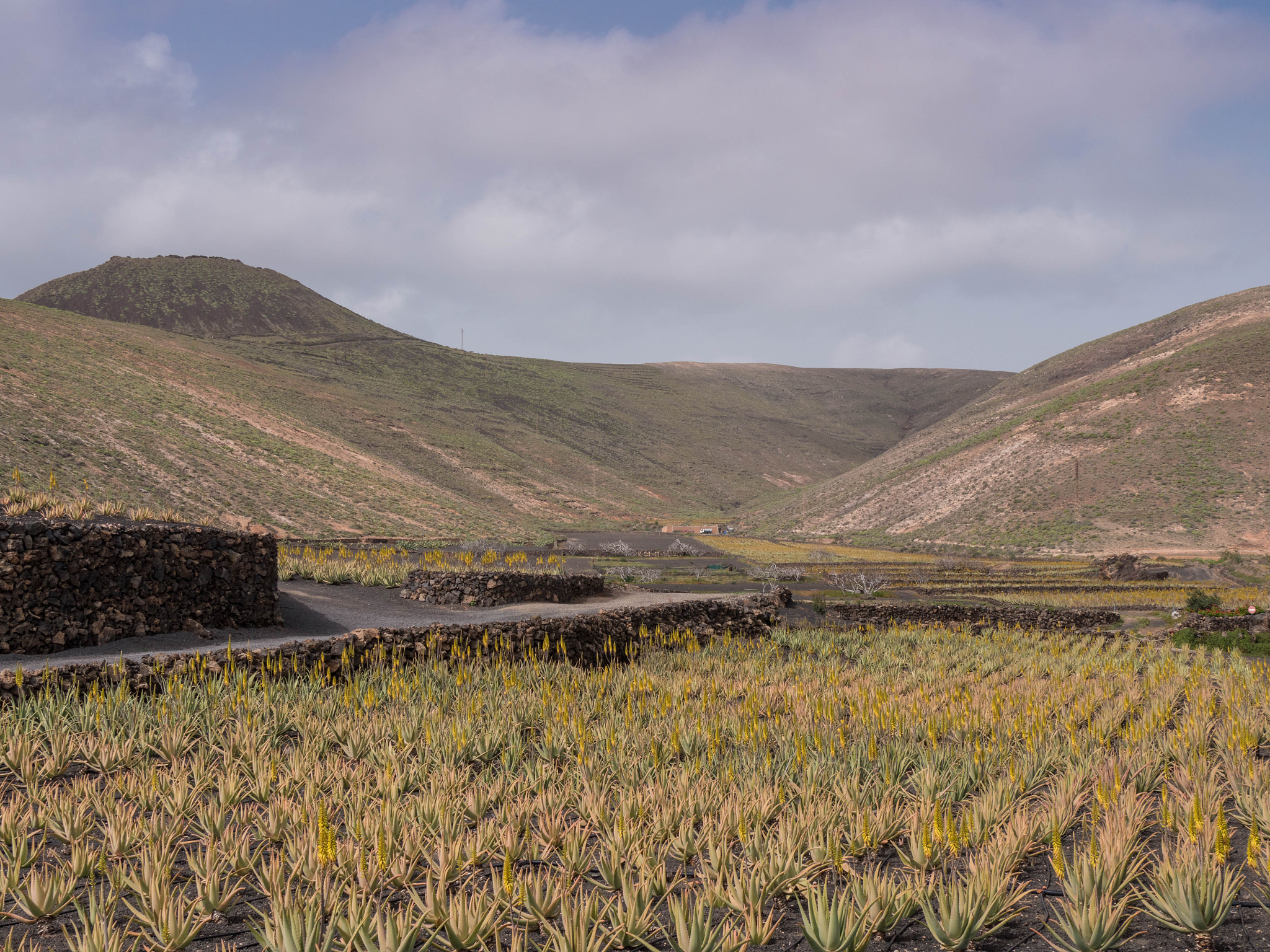 Panasonic Lumix DMC-GX8 sample photo. -1702_aloe farm010010.jpg photography