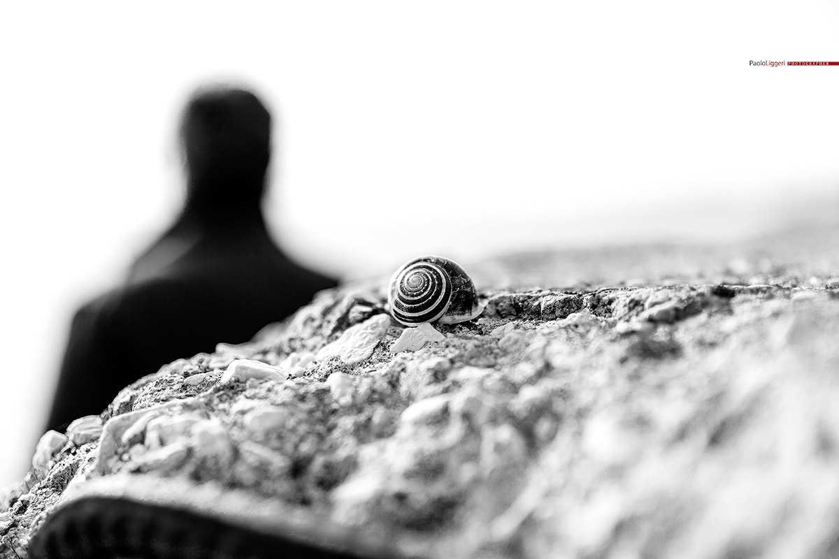 Canon EOS 5D Mark II sample photo. The metaphysical of the snail photography