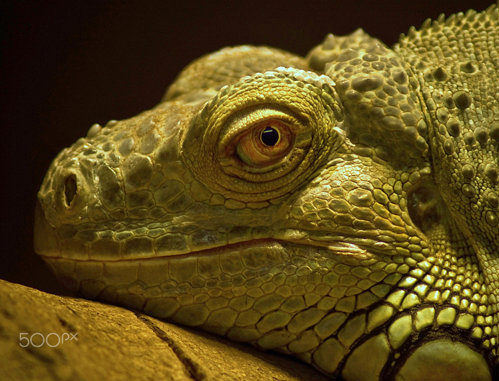 Canon EOS 500D (EOS Rebel T1i / EOS Kiss X3) sample photo. Smiling lizard photography