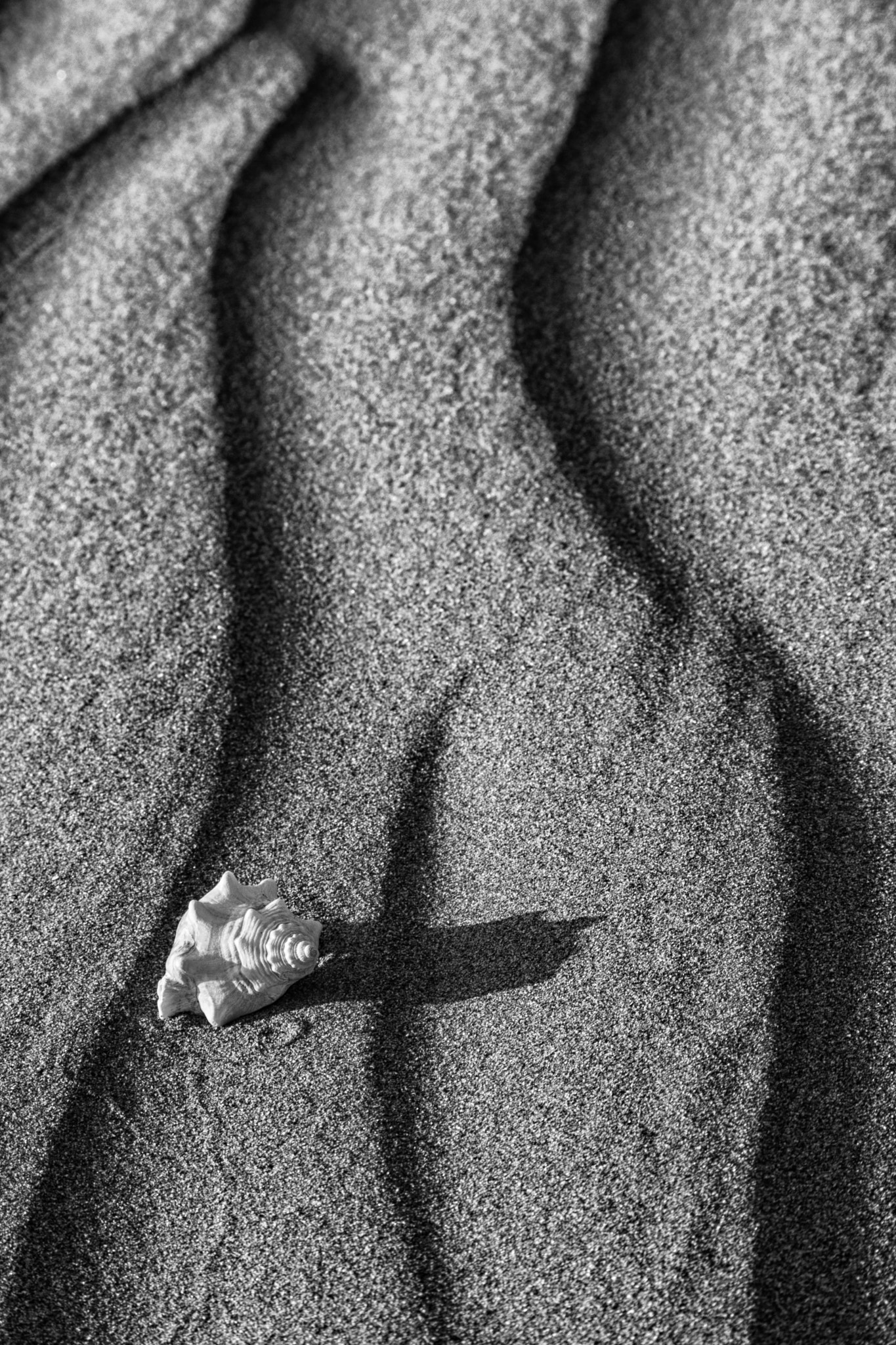 smc Pentax-DA L 50-200mm F4-5.6 ED WR sample photo. Dunas, chachalacas veracruz photography