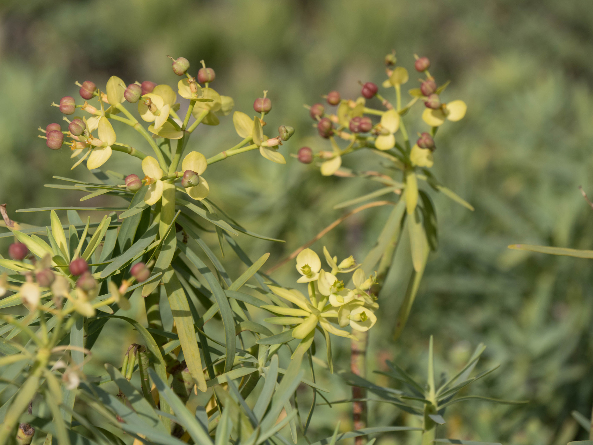 Panasonic Lumix DMC-GX8 sample photo. -1702_plants016016.jpg photography