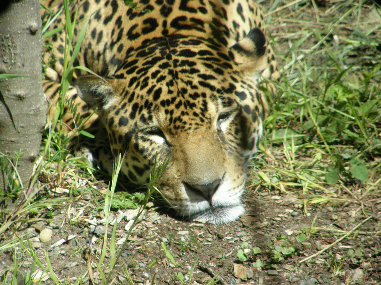 Olympus SP550UZ sample photo. Snoozing leopard photography