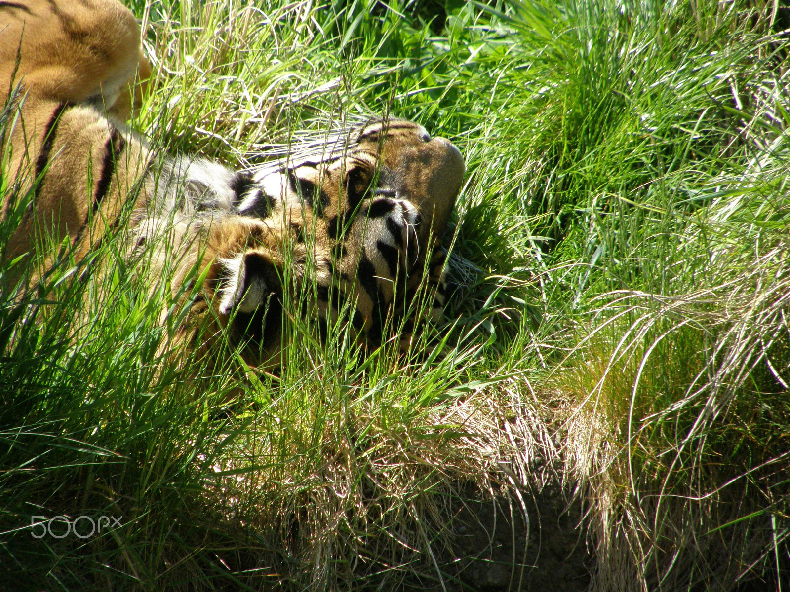 Olympus SP550UZ sample photo. Sleeping tiger photography