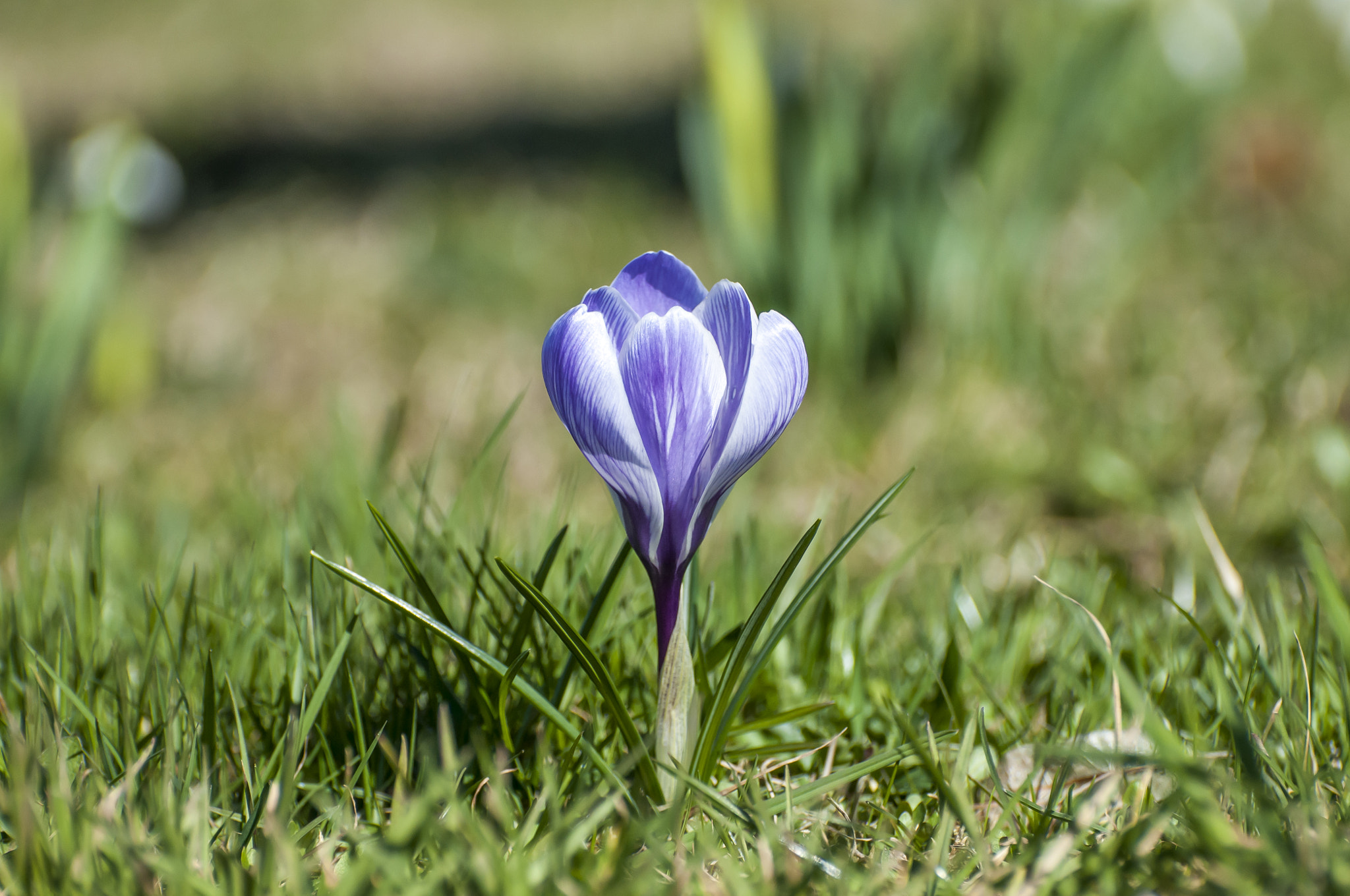 Nikon D300S sample photo. Crocus flower photography