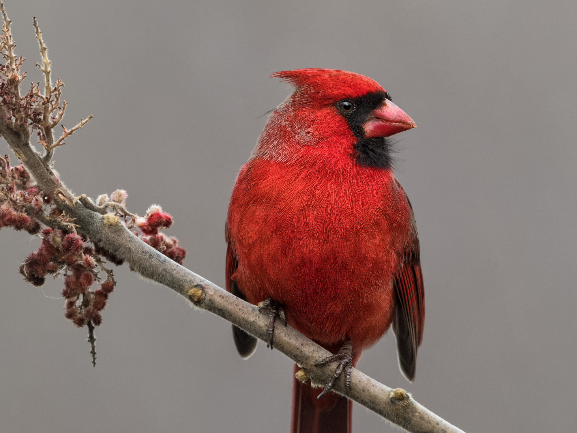 Canon EF 500mm F4L IS II USM sample photo. A study in red photography