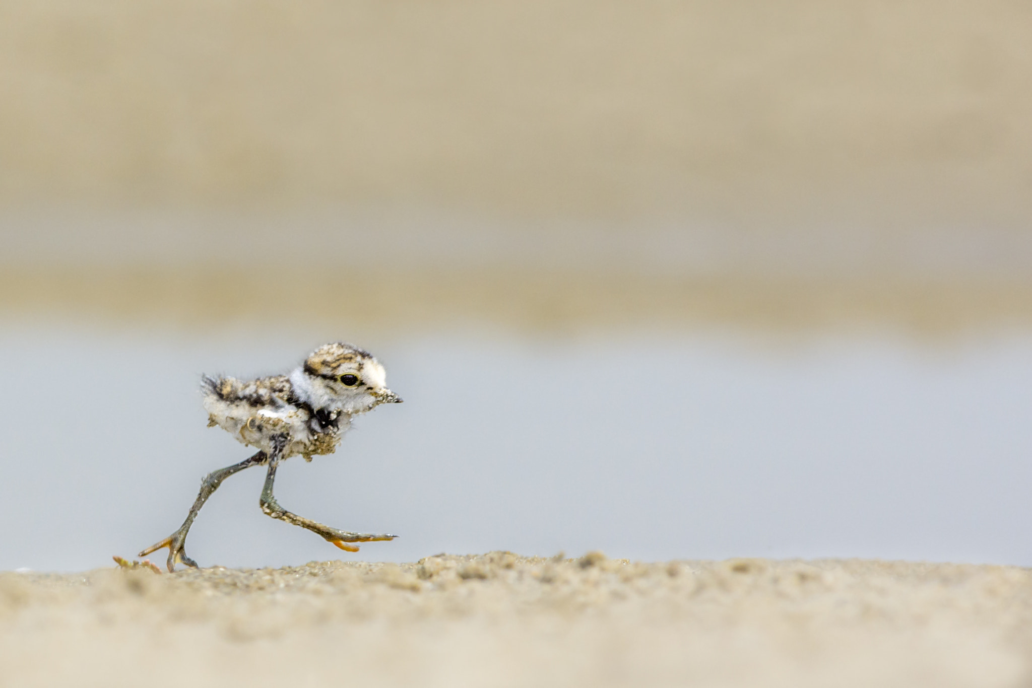 Nikon D7200 + Nikon AF-S Nikkor 300mm F4D ED-IF sample photo. Young runner photography