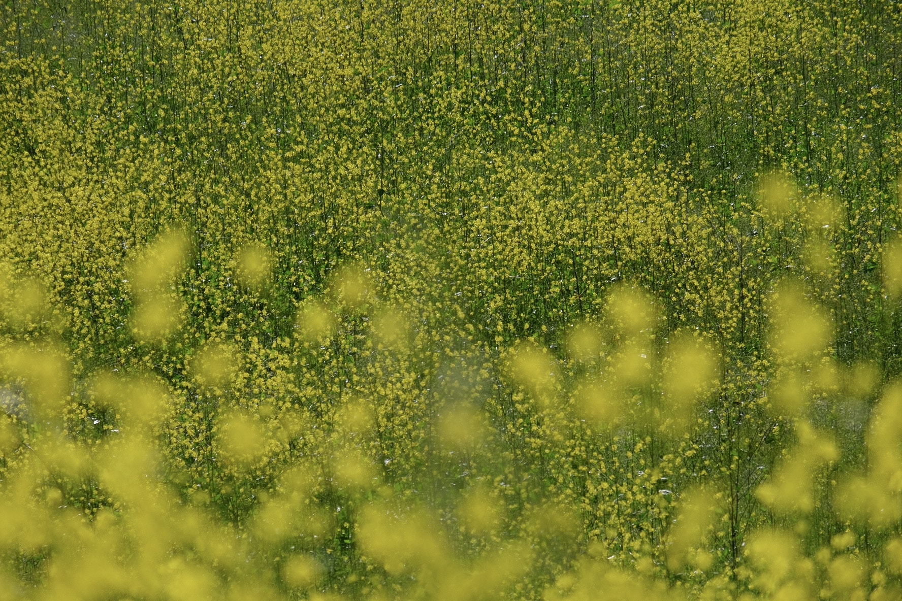 Fujifilm X-T1 + Fujifilm XC 50-230mm F4.5-6.7 OIS II sample photo. Wildflowers photography