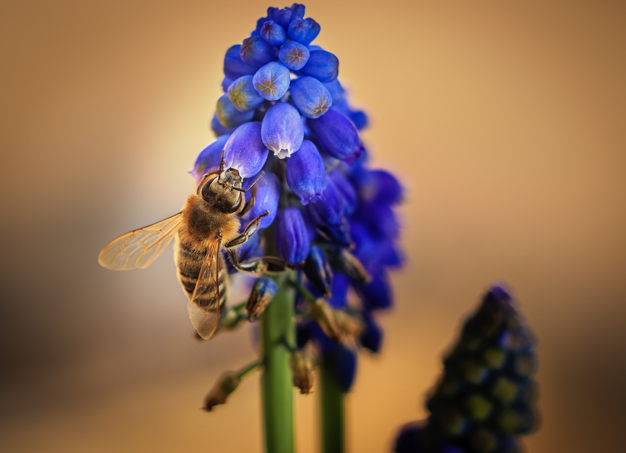 Canon EF 100mm F2.8L Macro IS USM sample photo. Lunchtime photography