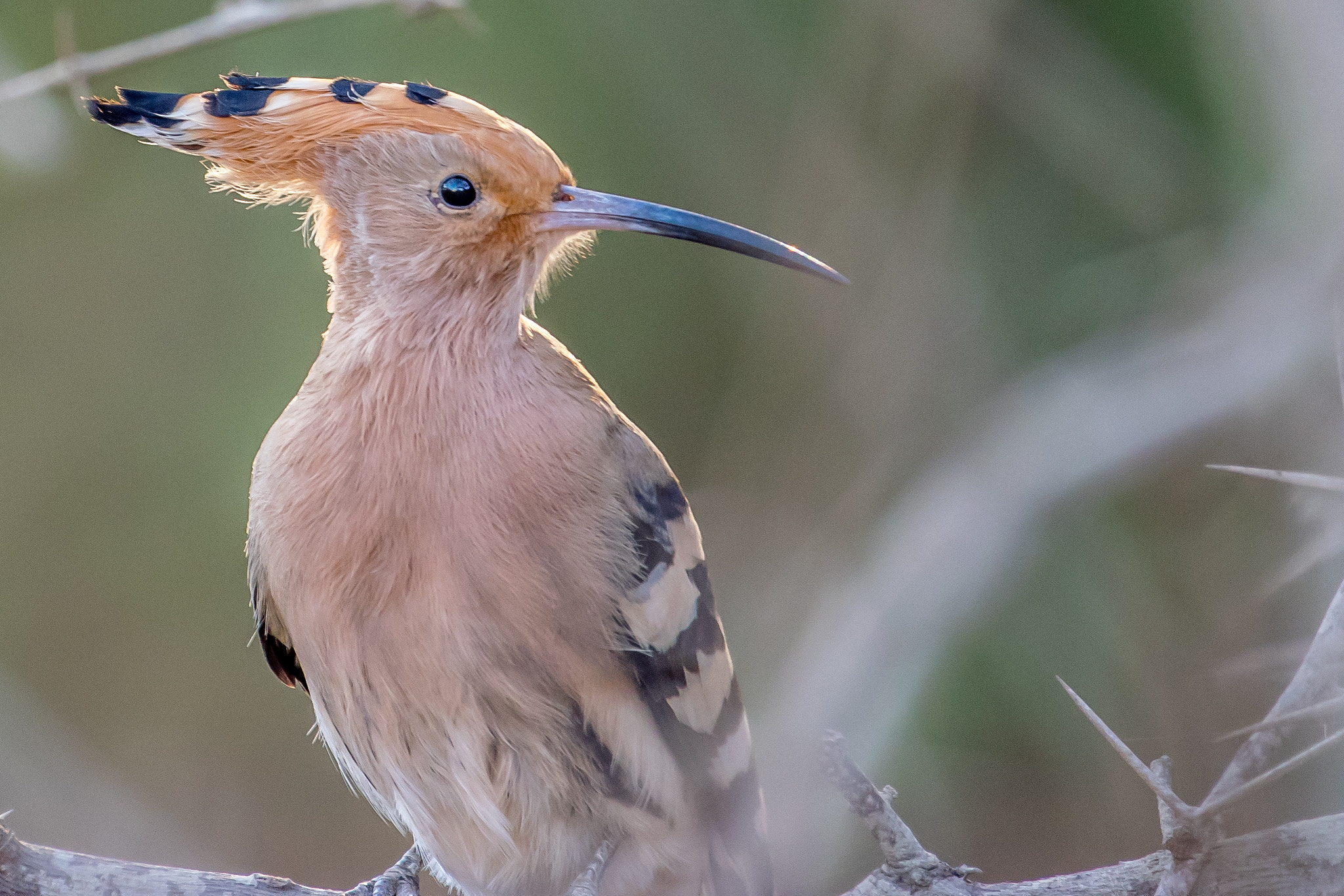 Nikon AF-S Nikkor 200-500mm F5.6E ED VR sample photo. Portrait of a hoopie photography