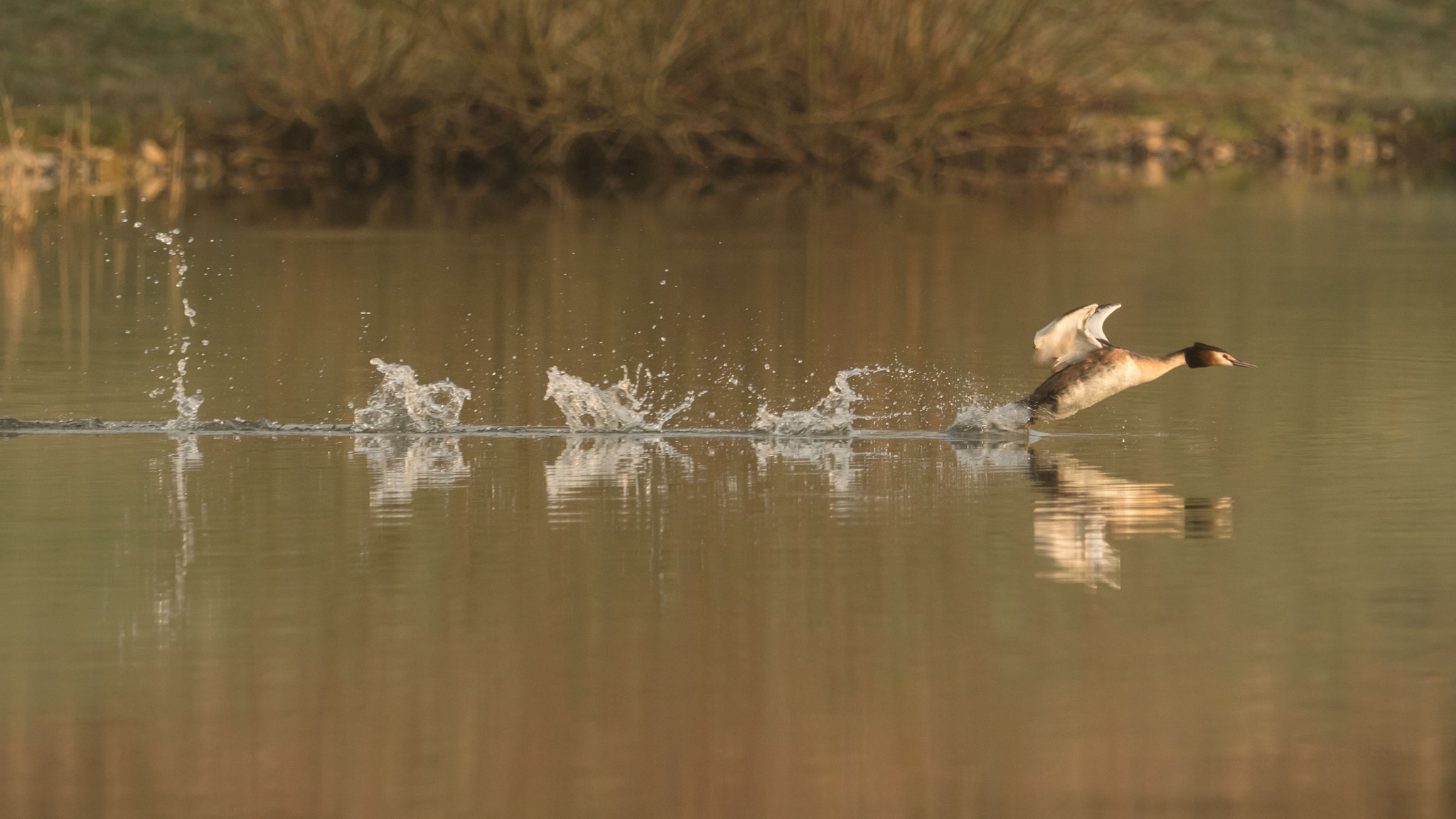 Olympus OM-D E-M1 + M.300mm F4.0 + MC-14 sample photo. Lift off photography