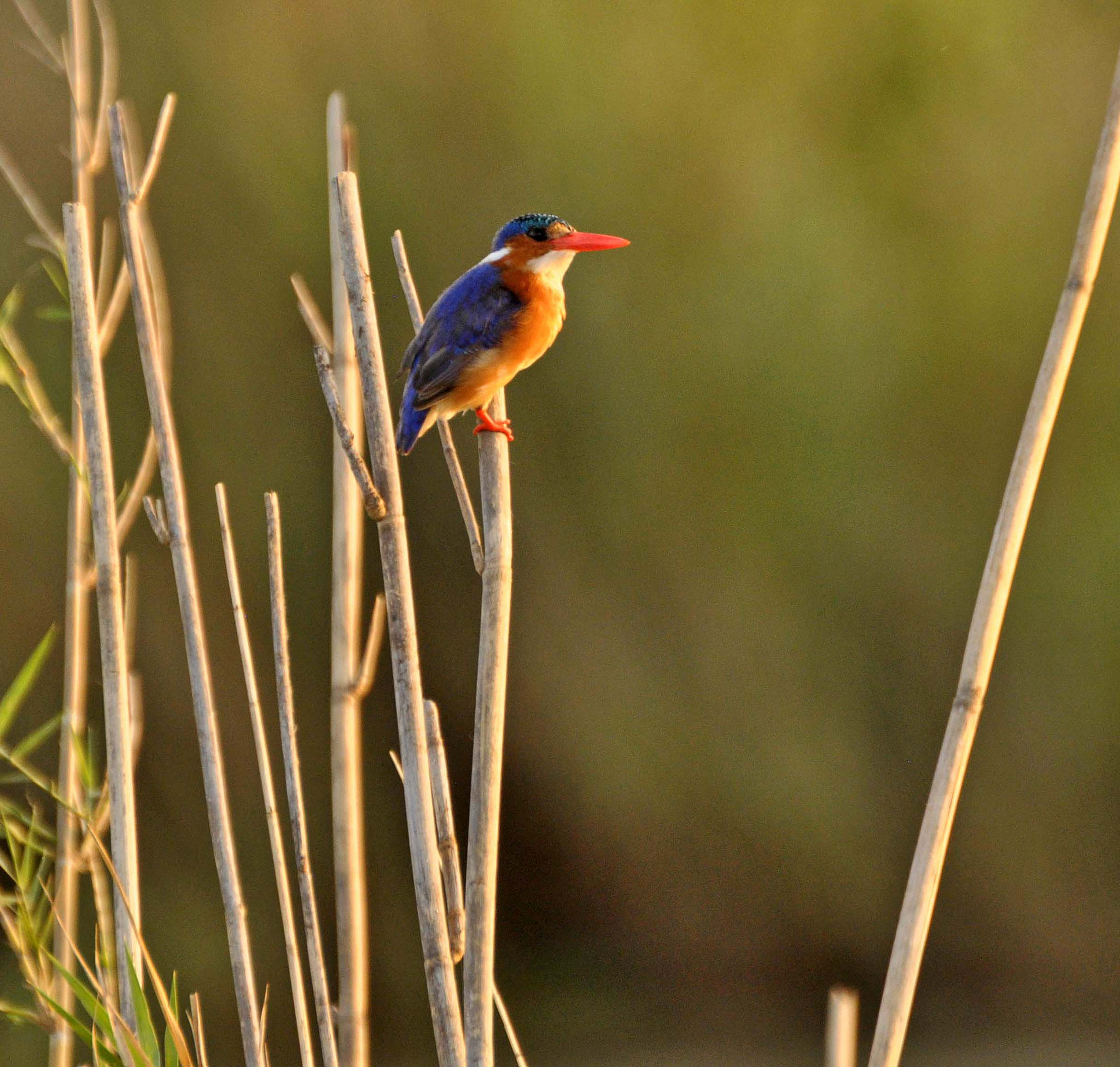 Nikon D90 sample photo. Malachite kingfisher. photography