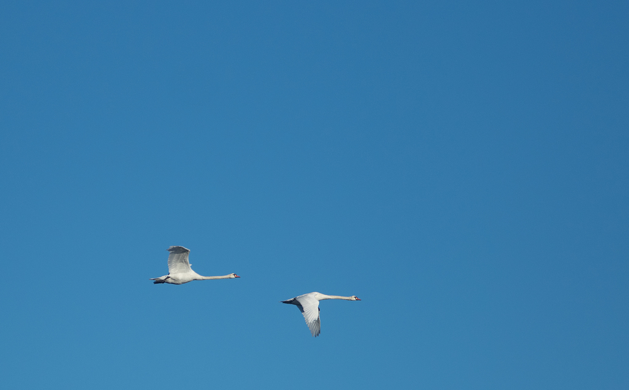 Pentax K-3 + Sigma sample photo. Two swans photography