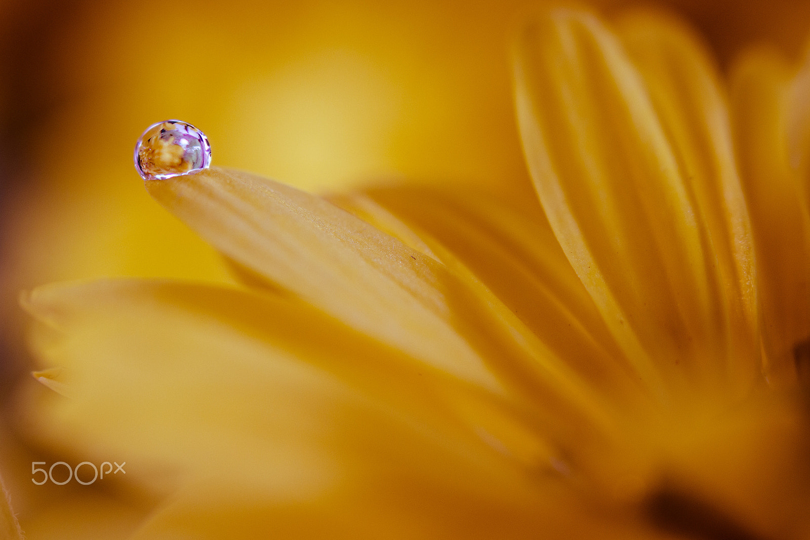 Canon EF 100mm F2.8 Macro USM sample photo. Flower photography