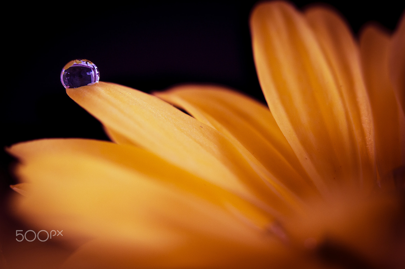 Canon EF 100mm F2.8 Macro USM sample photo. Flower2 photography