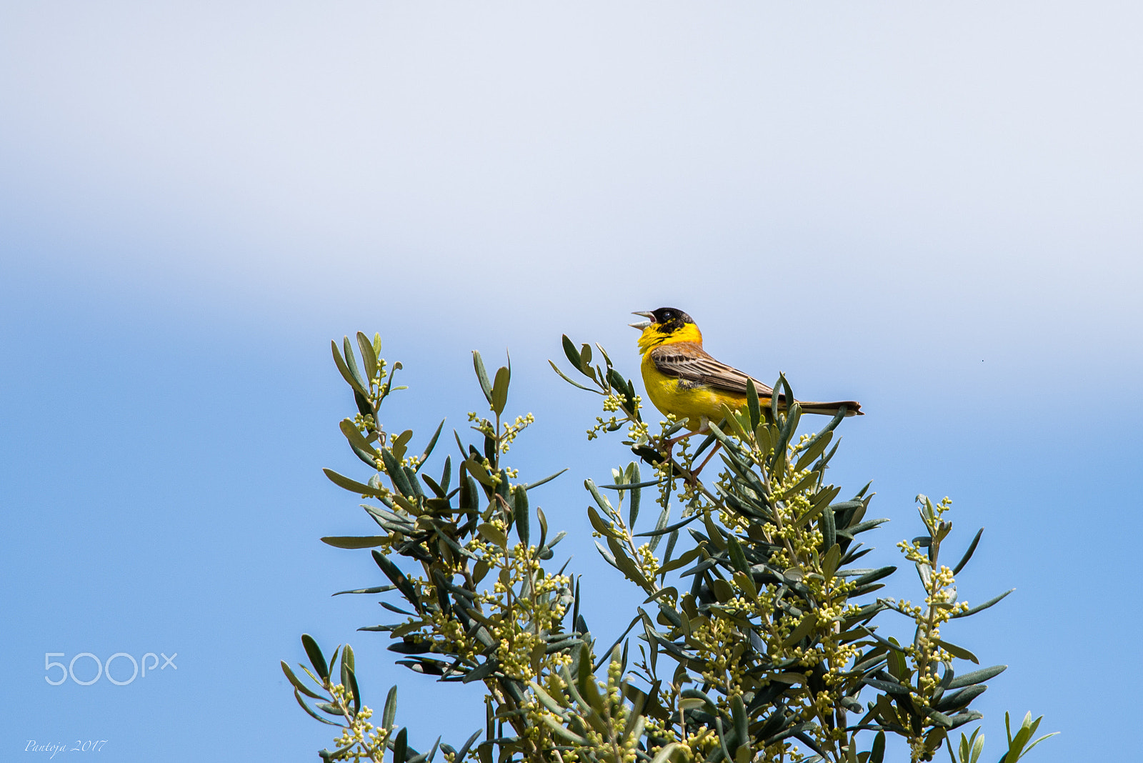 Nikon D600 + Nikon AF-S Nikkor 300mm F4D ED-IF sample photo. Singing photography