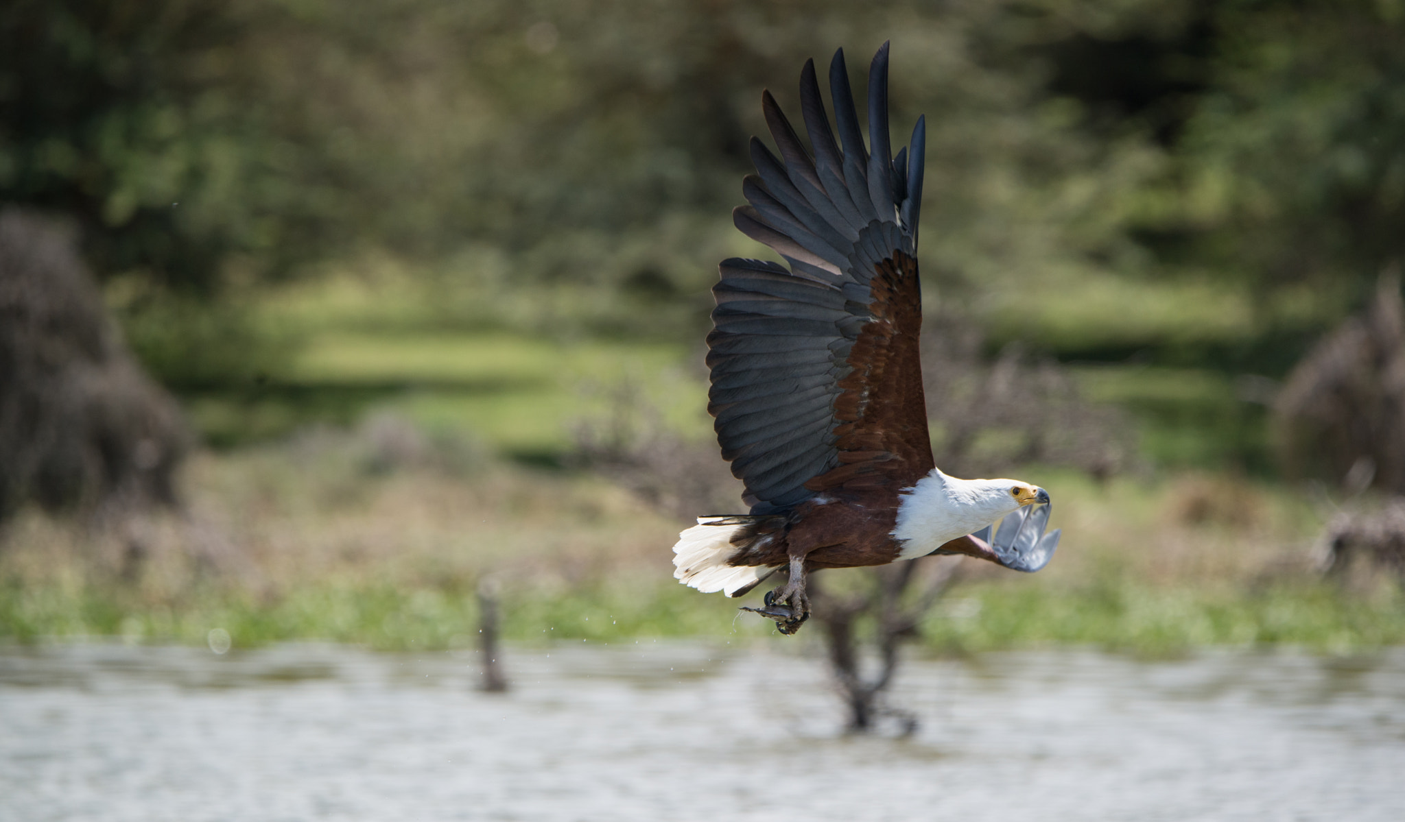 Nikon D600 sample photo. Eagle photography