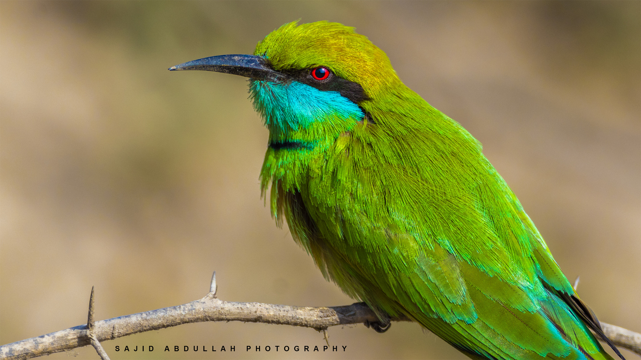 Canon EF 800mm F5.6L IS USM sample photo. Colors of nature photography