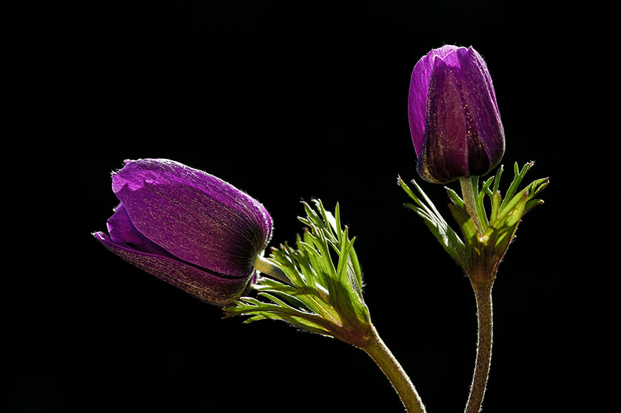 smc PENTAX-FA Macro 100mm F2.8 sample photo. Two photography