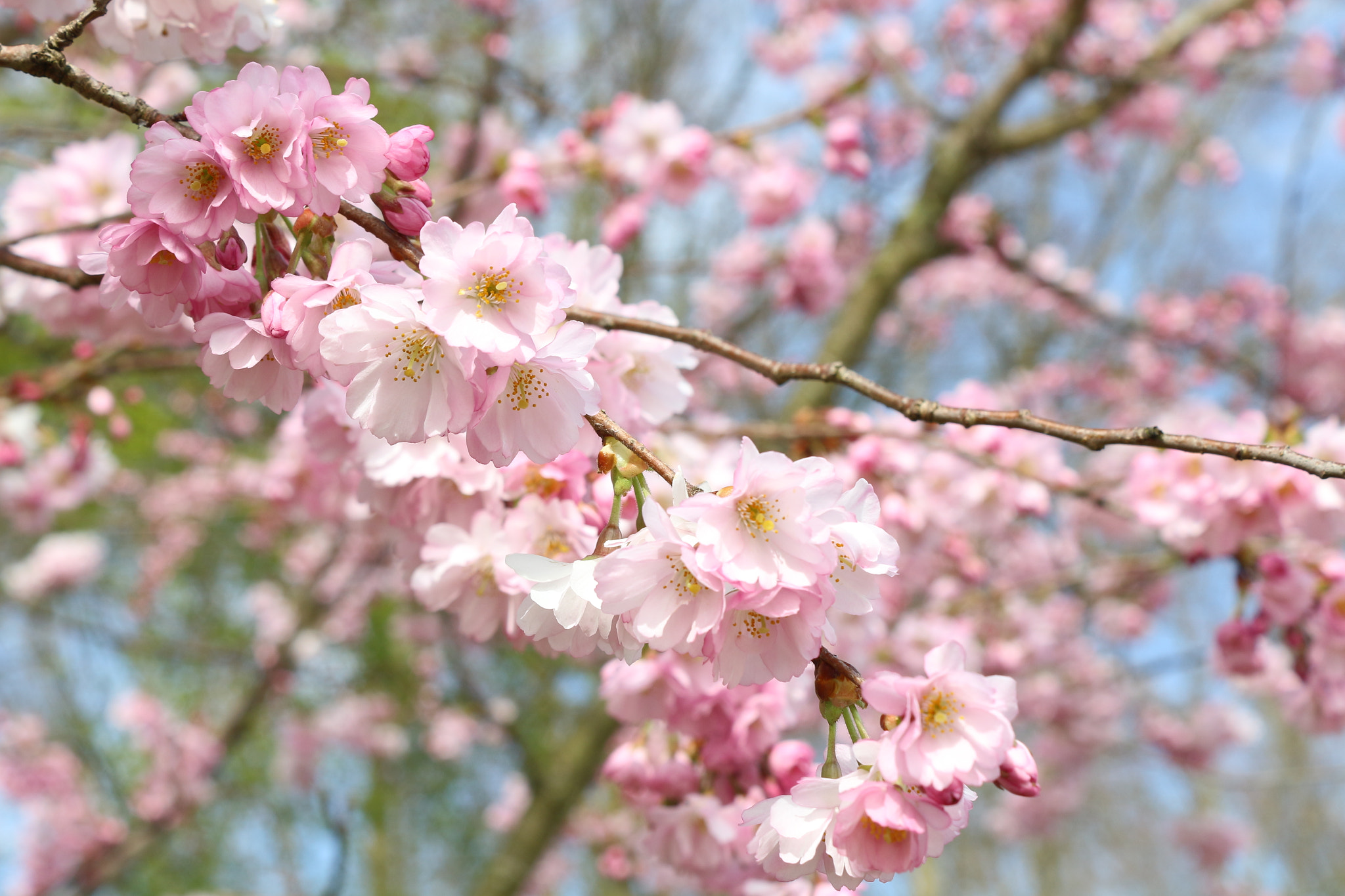 Canon EOS 100D (EOS Rebel SL1 / EOS Kiss X7) sample photo. Pink blossom photography