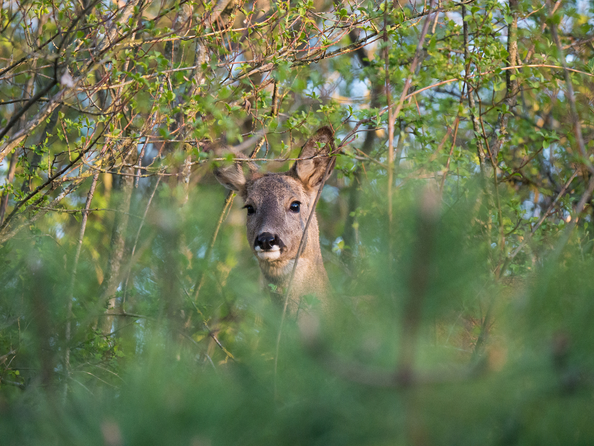 Panasonic Lumix DMC-G85 (Lumix DMC-G80) + LEICA DG 100-400/F4.0-6.3 sample photo. Chevreuil photography