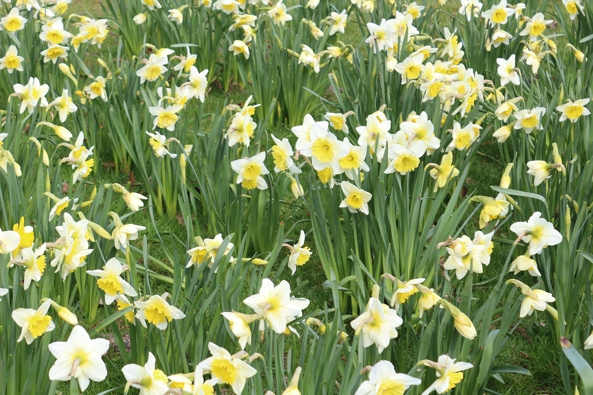 Canon EOS 100D (EOS Rebel SL1 / EOS Kiss X7) sample photo. Narcissus flower field photography