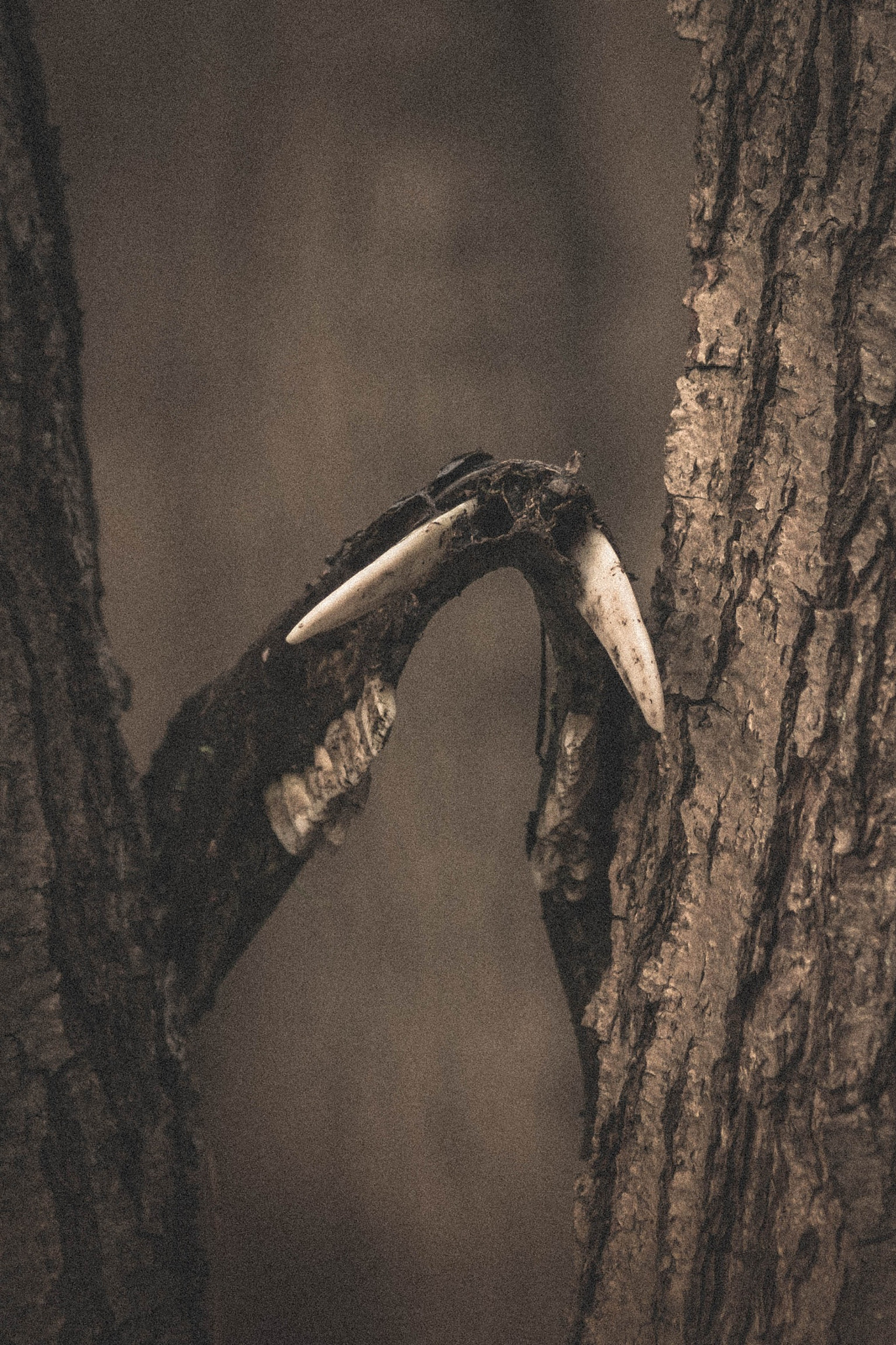 Canon EOS 80D + Canon EF 70-300mm F4-5.6 IS USM sample photo. Wild boar skull photography