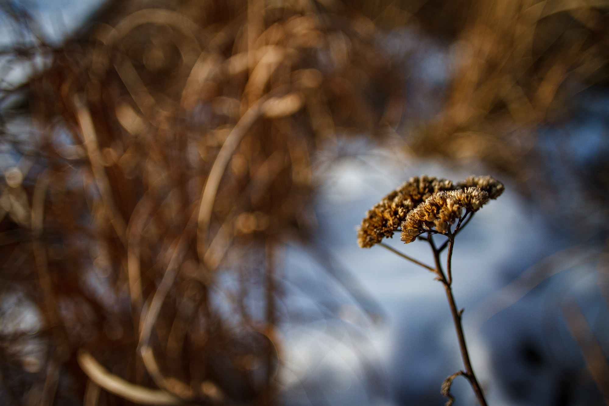 Canon EF 20mm F2.8 USM sample photo. Bokeh beauty photography