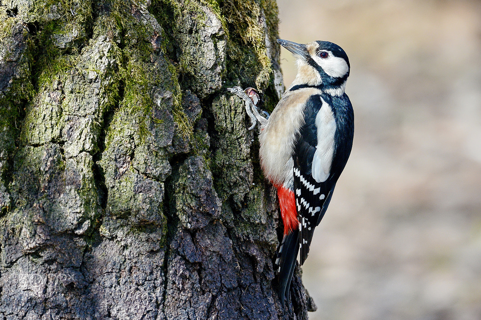 Nikon D7100 + Sigma 70-200mm F2.8 EX DG Macro HSM II sample photo. Great spotted woodpecker photography