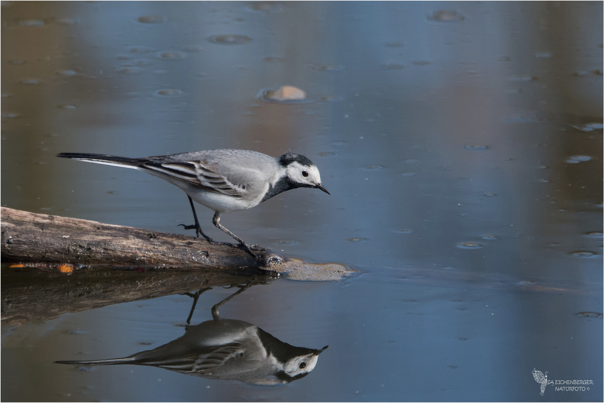 Sigma 150-600mm F5-6.3 DG OS HSM | S sample photo. Twins / bachstelze photography
