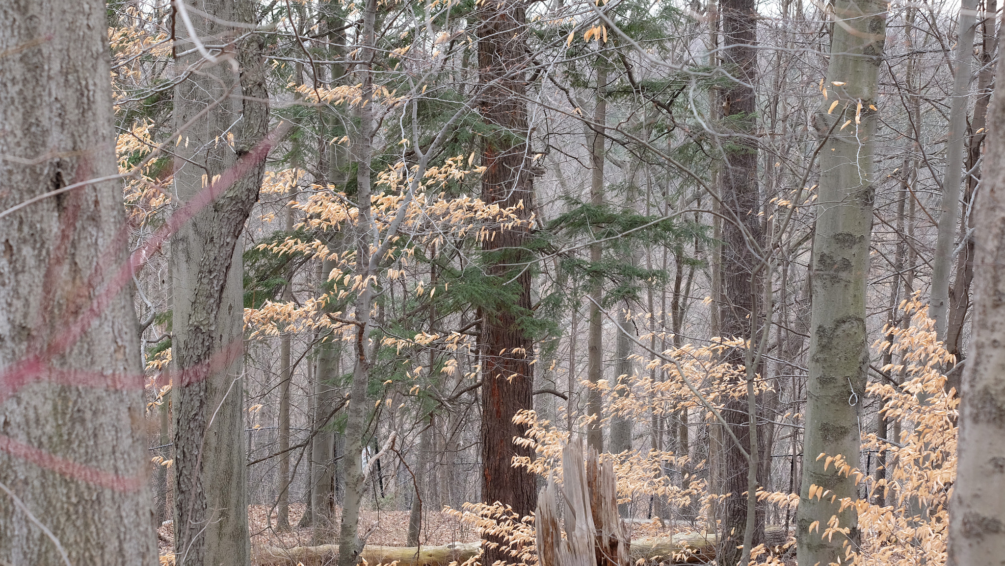 Fujifilm XF 55-200mm F3.5-4.8 R LM OIS sample photo. Winter trees approaching spring photography