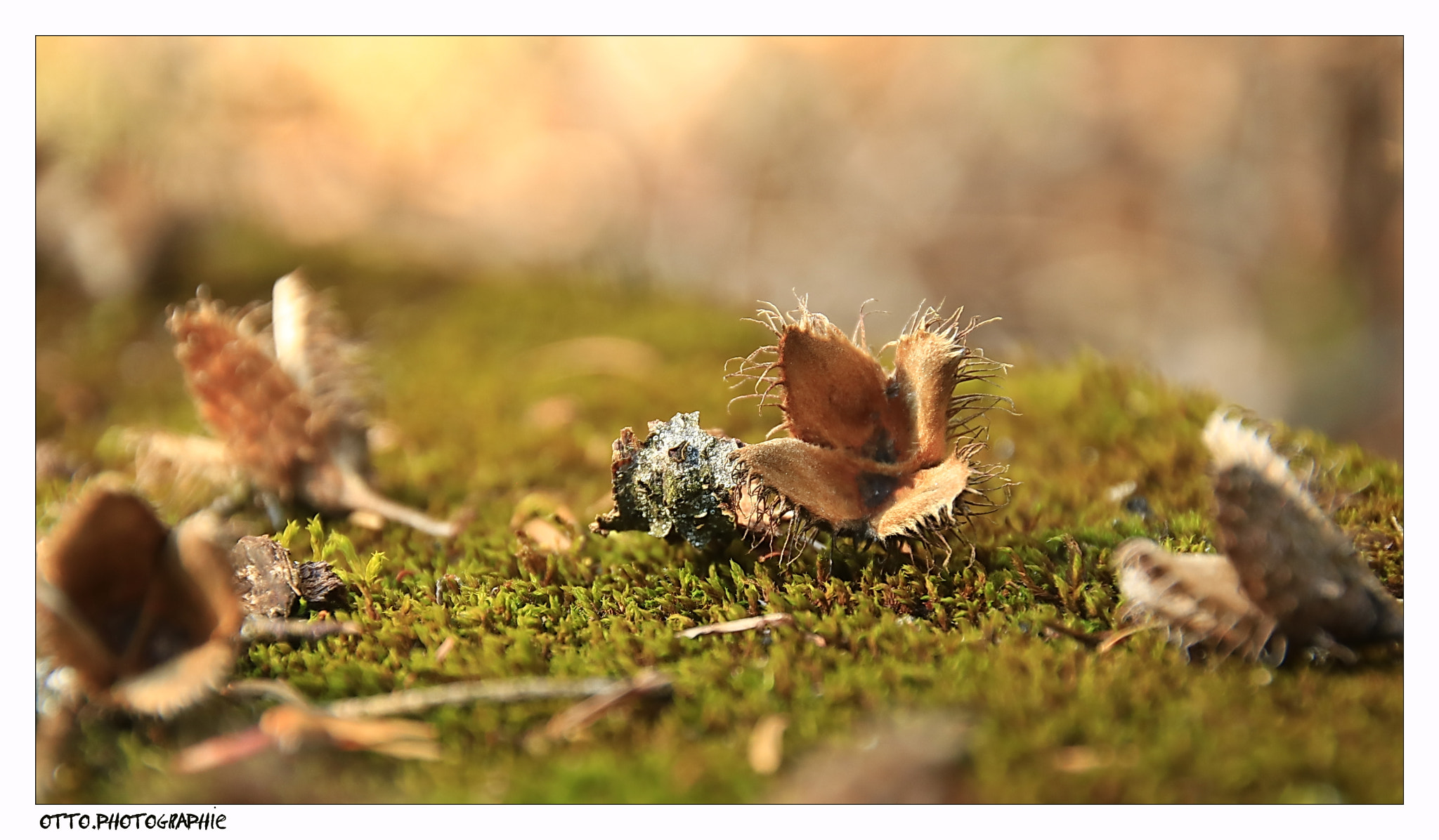Sigma 18-250mm F3.5-6.3 DC OS HSM sample photo. Bucheckern photography