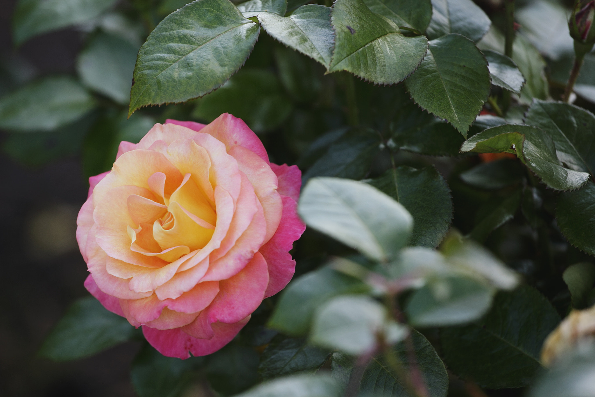 Canon EF 70-200mm F4L USM sample photo. English rose photography
