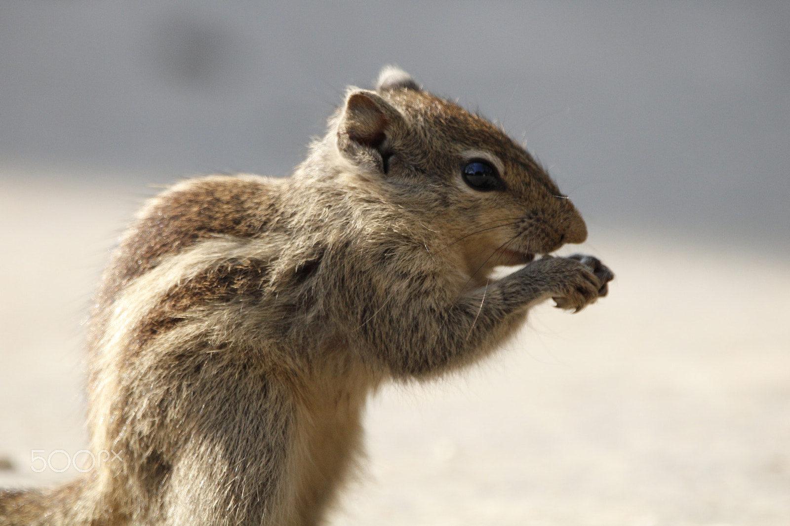 Sigma 150-600mm F5-6.3 DG OS HSM | C sample photo. A beautiful squirrel eating food photography