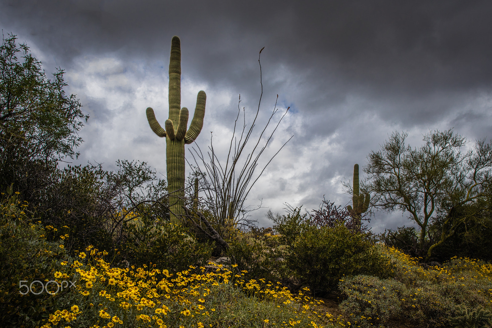 Canon EF 24-70mm F4L IS USM sample photo. Primavera sonora photography