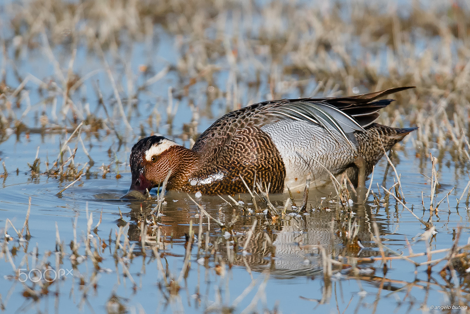 Sigma 150-600mm F5-6.3 DG OS HSM | S sample photo. Marzaiola photography