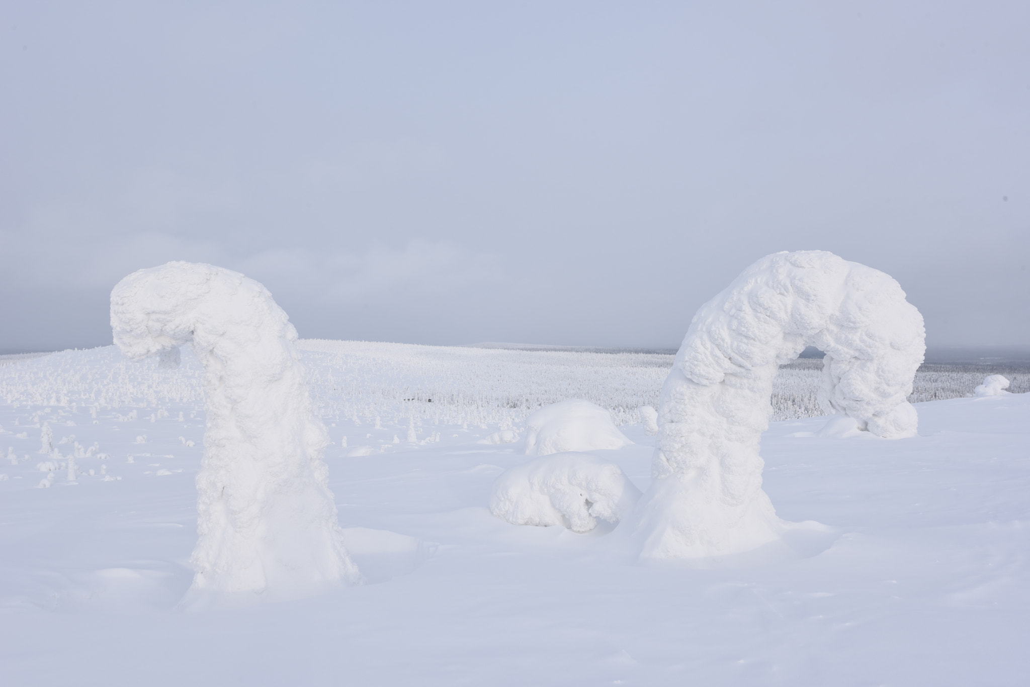 Nikon D750 + Nikon AF-S Nikkor 14-24mm F2.8G ED sample photo. Trees and tykkysnow photography