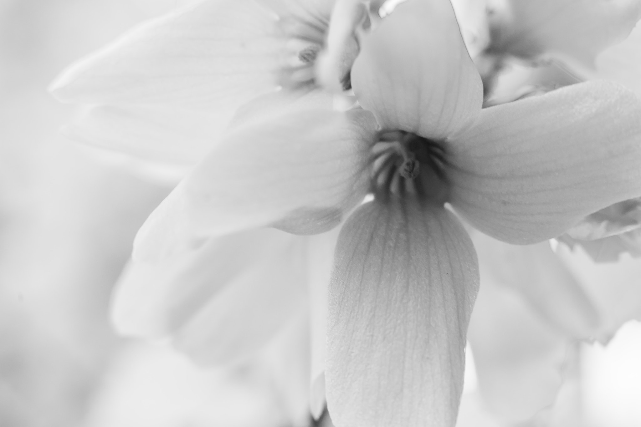 Panasonic Leica DG Nocticron 42.5mm F1.2 ASPH OIS sample photo. Look in photography