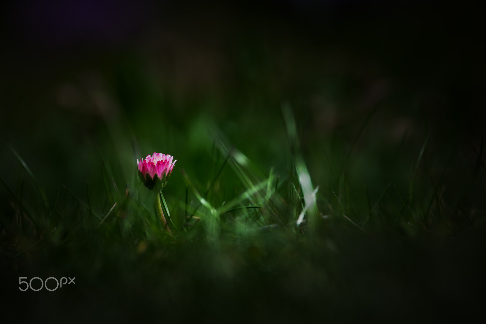 Sigma 150-600mm F5-6.3 DG OS HSM | C sample photo. Daisy photography
