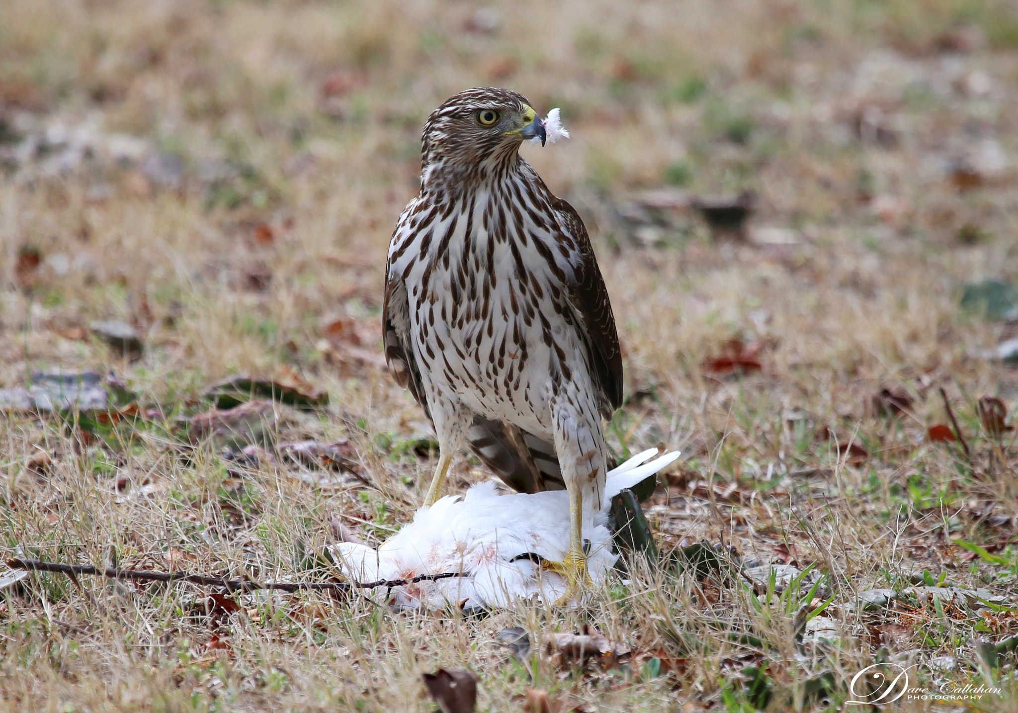 Canon EOS 6D + Canon EF 100-400mm F4.5-5.6L IS USM sample photo. Cooper's hawk all business at lunchtime. photography