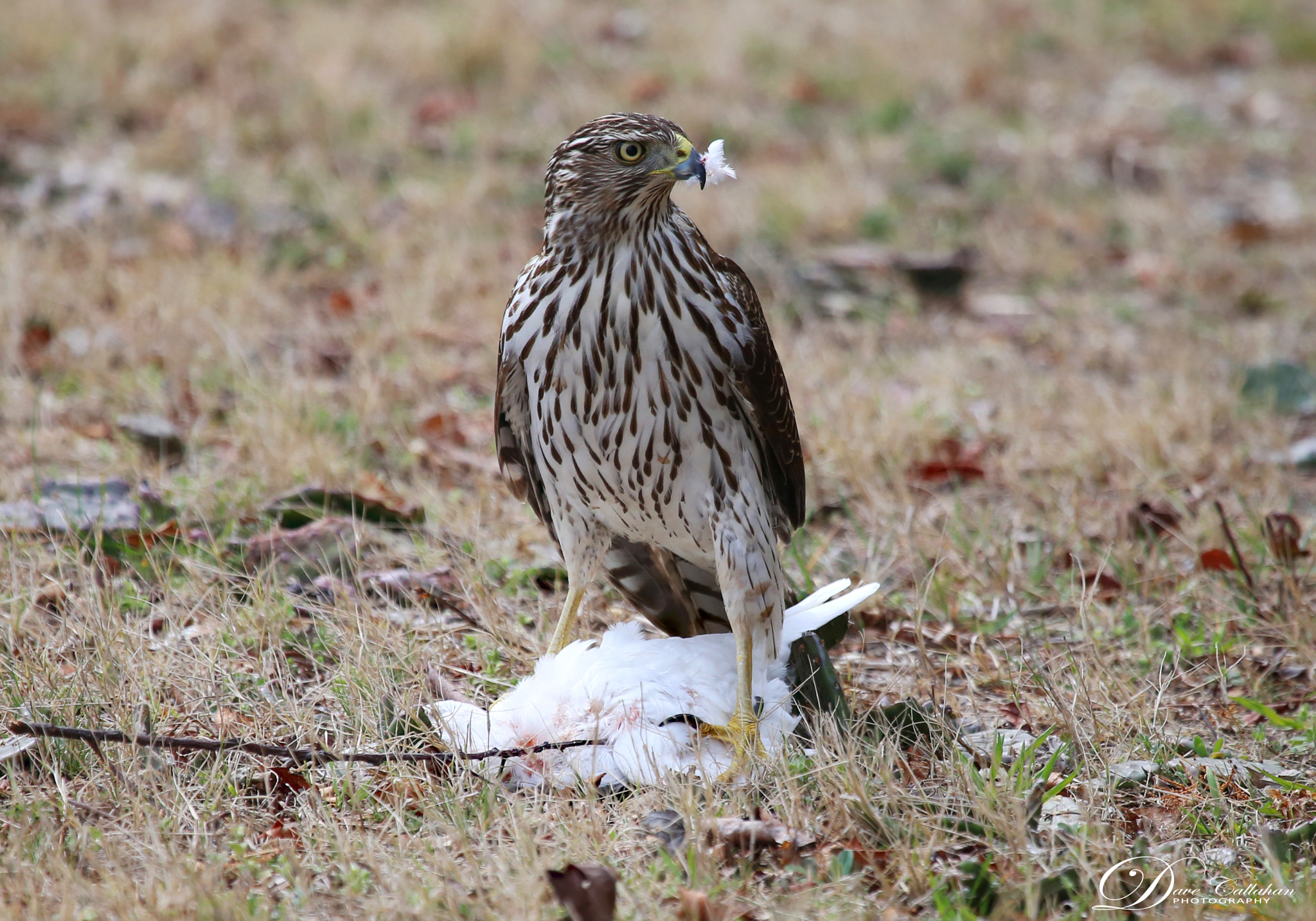 Canon EF 100-400mm F4.5-5.6L IS USM sample photo. Cooper's hawk all business at lunchtime. photography
