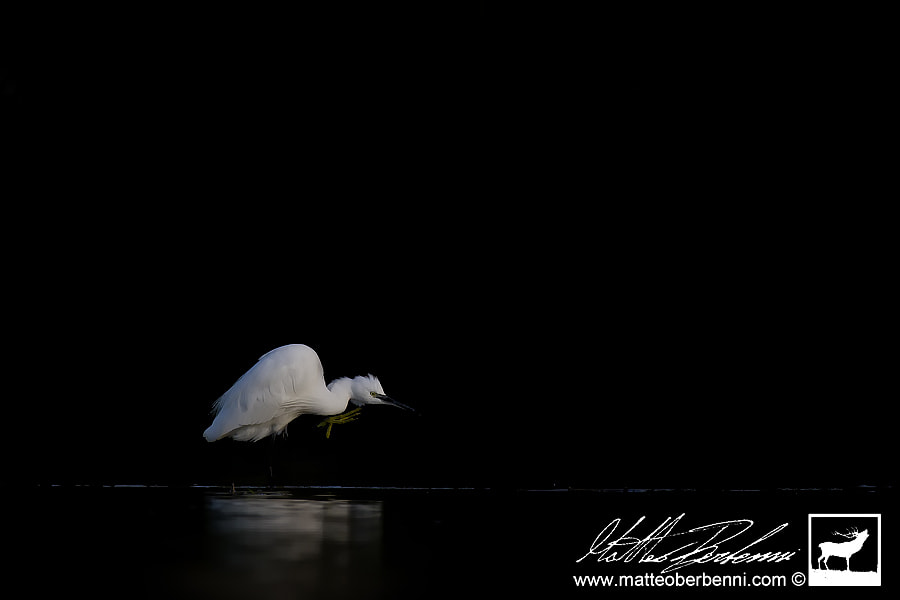 Sigma 150-600mm F5-6.3 DG OS HSM | C sample photo. In to the black photography