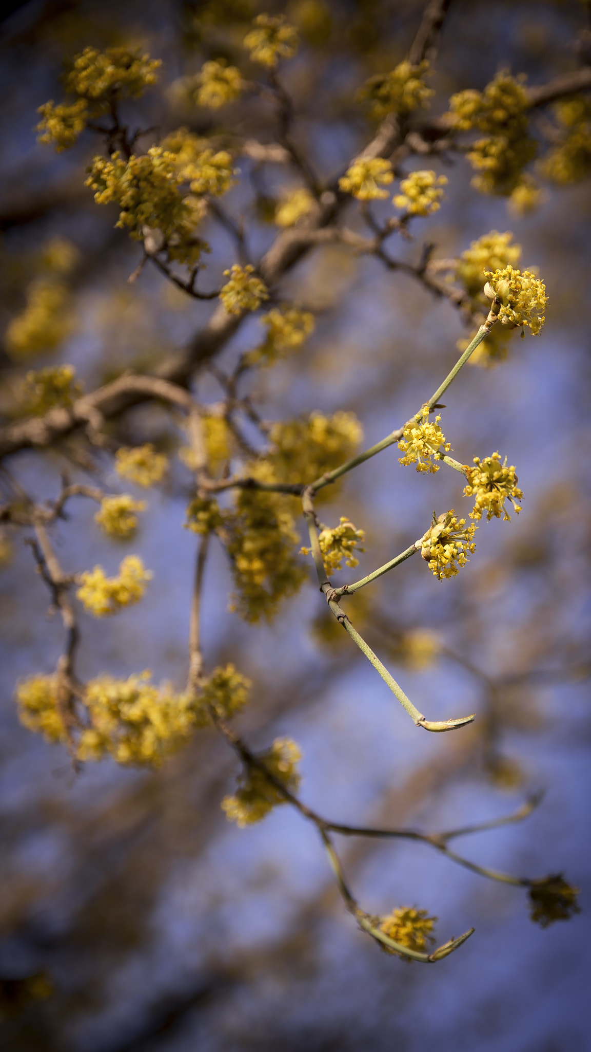 Nikon D7200 sample photo. Spring story photography