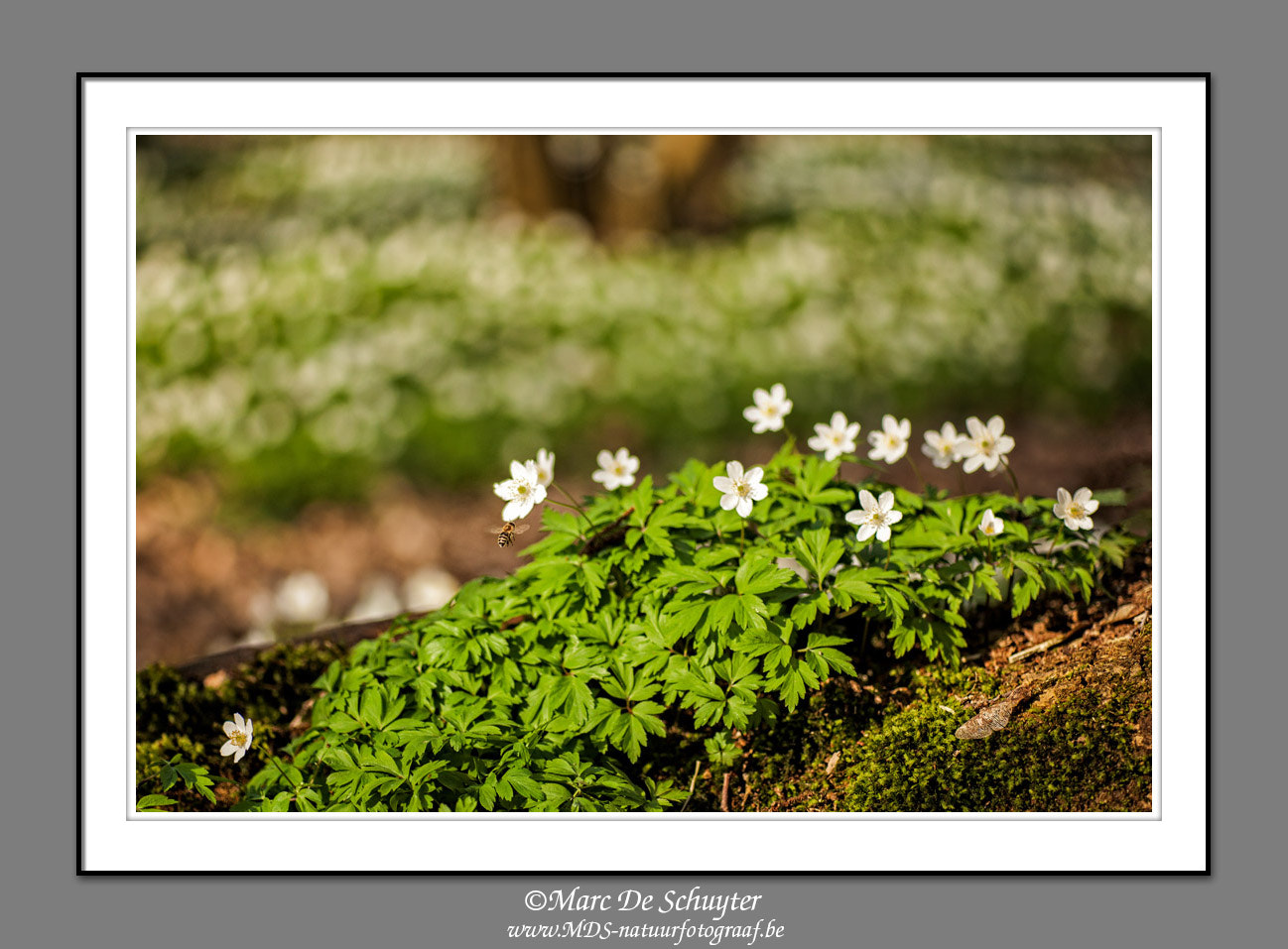 Canon EOS 5D Mark II + Canon TS-E 90mm F2.8 Tilt-Shift sample photo. Hungry bee and wood anemone photography