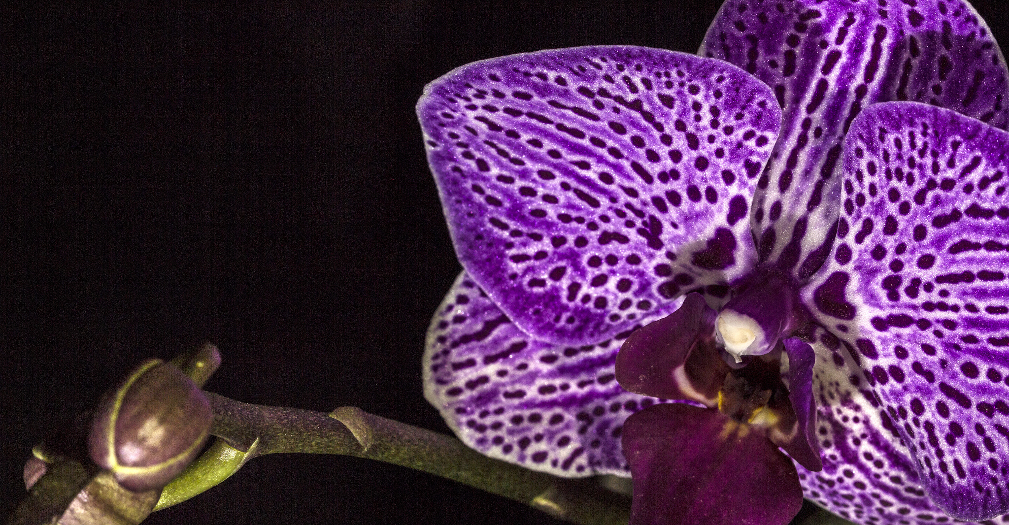 Canon EF 100mm F2.8 Macro USM sample photo. Orchid photography