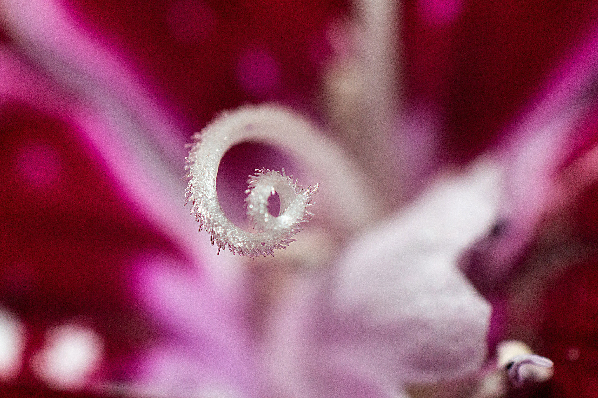 Canon EF 35mm F2 IS USM sample photo. Bibe photography