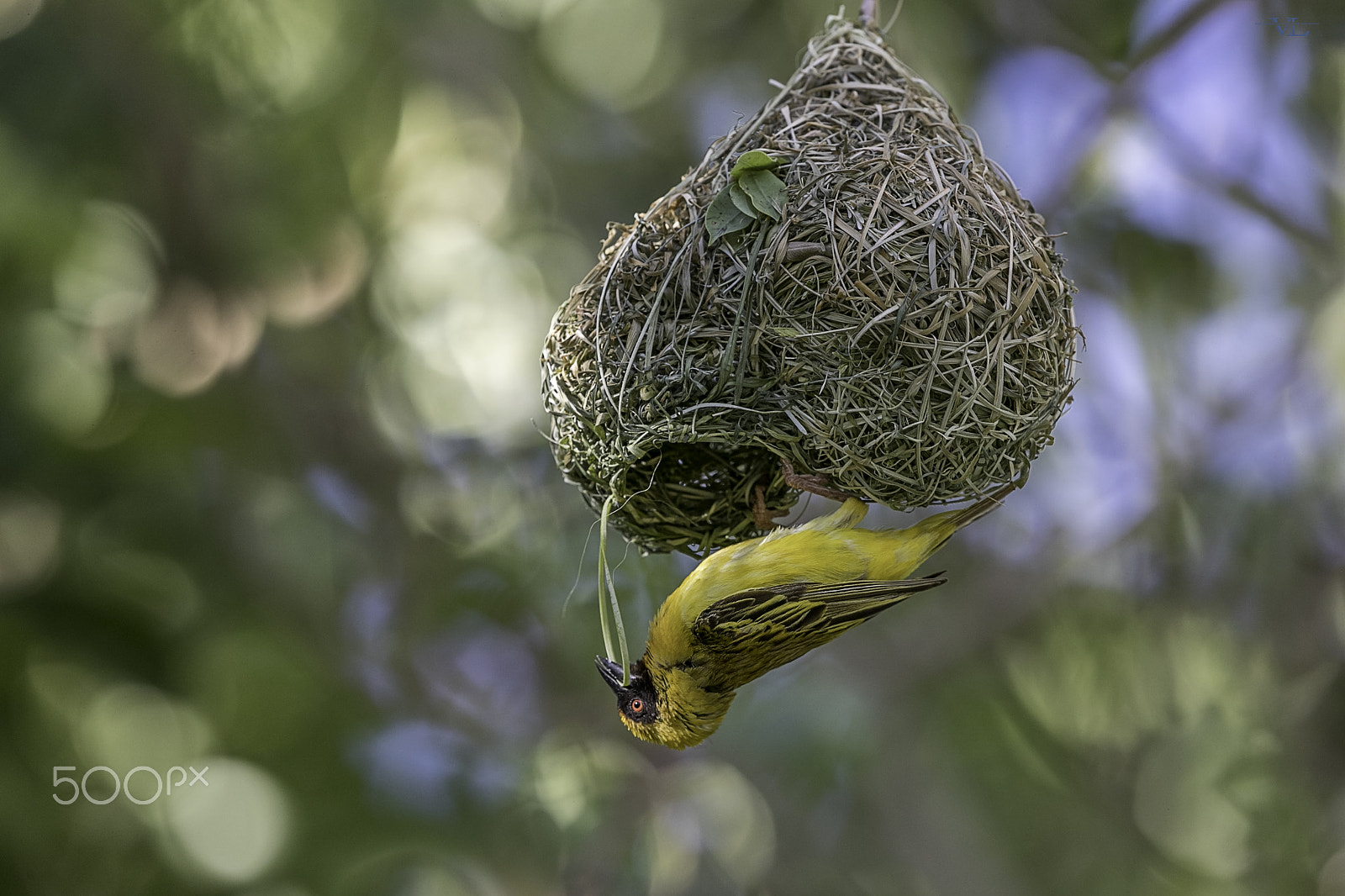 Canon EF 600mm F4L IS II USM sample photo. Southern yellow masked weaver photography
